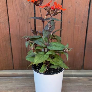 Lychnis 'Orange Gnome', Size #1