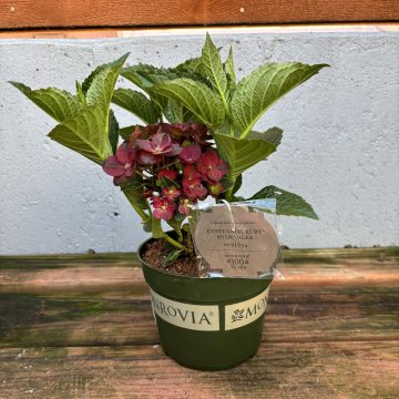 Centennial Ruby™ Hydrangea, 6" Pot