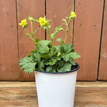 Geum 'Banana Daiquiri', Size #1