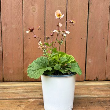 Geum 'Mai Tai', Size #1