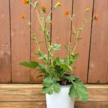 Geum 'Totally Tangerine', Size #1