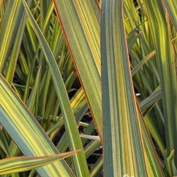 Phormium 'Apricot Queen', Size #2