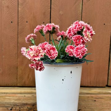 Dianthus 'Constant Beauty® Crush Orange', Size #1