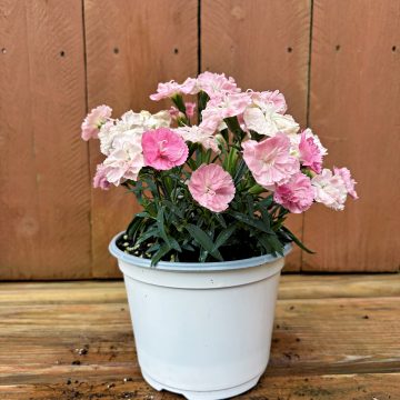 Dianthus 'Constant Cadence® Peach Milk', 6" Pot