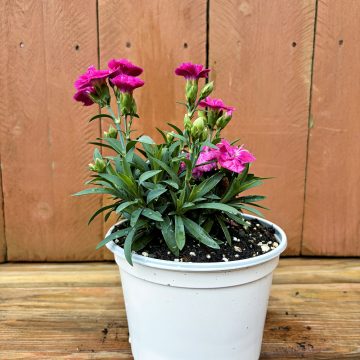 Dianthus 'Constant Cadence® Raspberry', 6" Pot