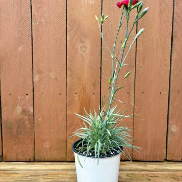Dianthus 'Grenadin Hardy Triumph Mix', Size #1