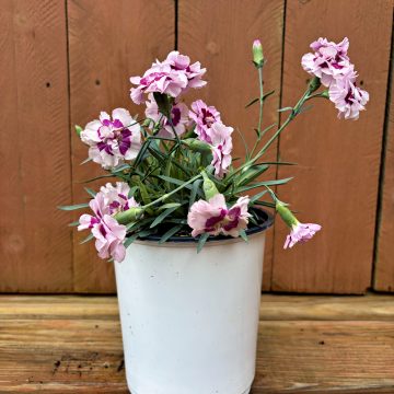 Dianthus 'Pretty Poppers® Kiss and Tell', Size #1