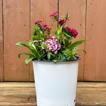 Dianthus barbatus 'Pinocchio', Size #1