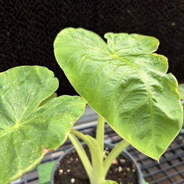 Colocasia Royal Hawaiian® 'Maui Gold' - 6" Pot