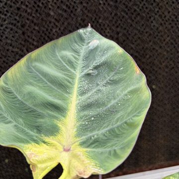 Colocasia Royal Hawaiian® 'Tropical Storm' - 6"