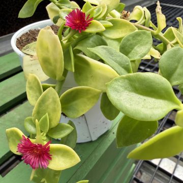 Aptenia Golden Cascade - 4 1/3" Pot