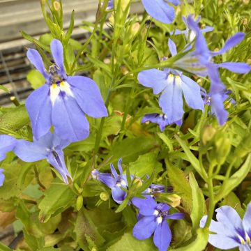 Lobelia 'Regatta Sky Blue' - 4 Pak