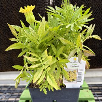 Marigold 'Lanna Lace' - 4 Pak