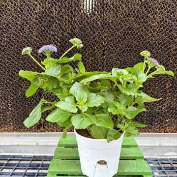 Ageratum 'Monarch Magic' - 4 1/3" Pot