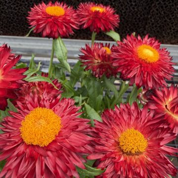 Bracteantha 'SunBrero Red' - 4 1/3" Pot