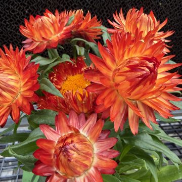 Bracteantha 'SunBrero Orange' - 4 1/3" Pot