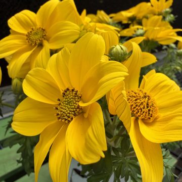Bidens 'BEE Super Star' - 4 1/3" Pot