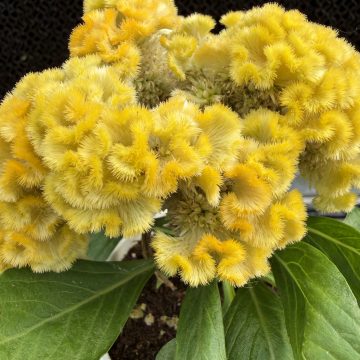 Celosia 'Brainiac Mix' - 4 1/3" pot