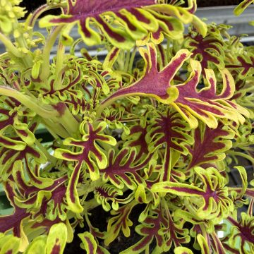 Coleus 'Skeletal' - 4 1/3" pot