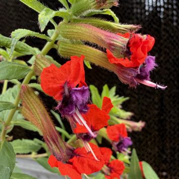 Cuphea Torpedo - 4 1/3" Pot