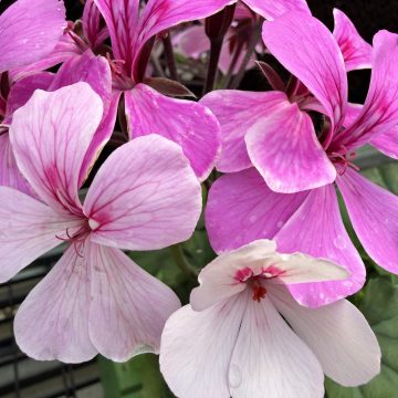 Geranium Caldera™ Lavender Glow- 4 1/3"