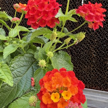 Lantana Shamrock™ Red - 4 1/3" Pot