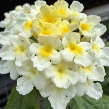 Lantana SunDance™ White - 4 1/3" Pot