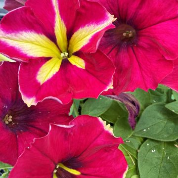 Petunia 'Slingshot™ Cherry Tartwheel' - 4 1/3"