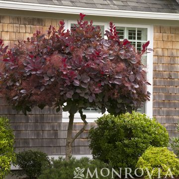 Royal Purple Smoke Tree, Size #5