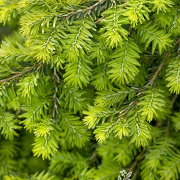 Emerald Fountain® Canadian Hemlock, Size #5