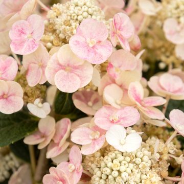 RAZZLEBERRI™ Hydrangea, Size #5