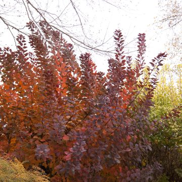 GRACE SMOKE TREE, SIZE #2