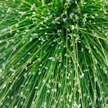 ColorGrass® Live Wire Fiber Optic Grass, Size #1