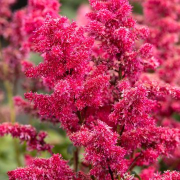 ASTILBE 'LITTLE RED VELVET™', SIZE #1