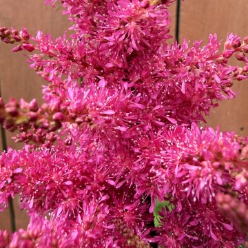 ASTILBE 'LITTLE RED VELVET™', SIZE #1