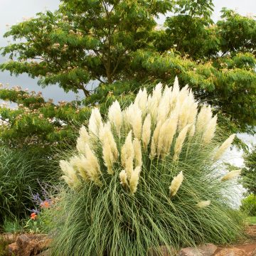 Ivory Feathers® Dwarf Pampas Grass, Size #1