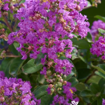 CRAPE MYRTLE 'SUMMERLASTING™ PLUM', SIZE #3 TREE