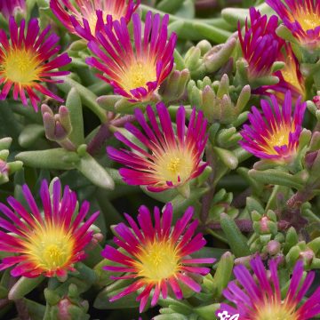 Delosperma 'Delmara™ Fuchsia', Size #1