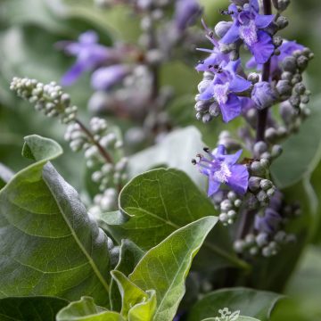 Vitex 'Summertime Blues™', Size #2
