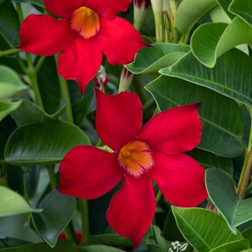 Mandevilla 'Sunvilla® Red', Size #2