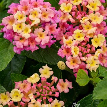 Lantana 'Fiesta™ Limonada Rosa', Size #1 Tree