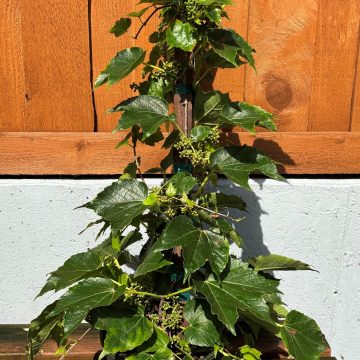 Parthenocissus tricuspidata 'Green Showers', #2