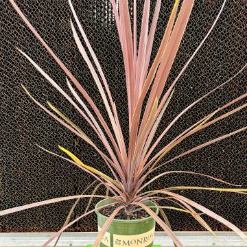 BAUER'S CORDYLINE, SIZE #1