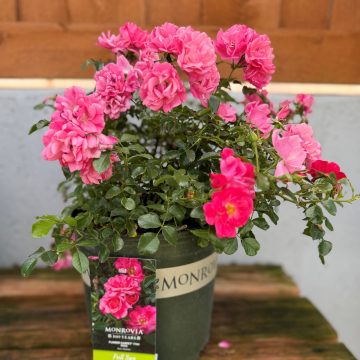 Flower Carpet® Pink Rose, Size #2