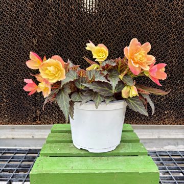 Begonia I'CONIA® Lemon Berry - 6" Pot