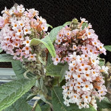 Buddleja 'Little Rockstars® Pink', Size #1