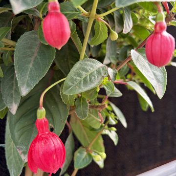 Fuchsia 'Britney', Size #2 Patio Tree