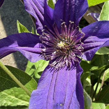 CLEMATIS 'SAPPHIRE INDIGO™', SIZE #5