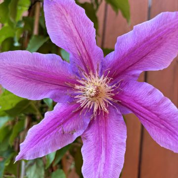 CLEMATIS 'DOCTOR RUPPEL', SIZE #5