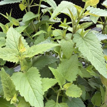 AGASTACHE 'SUMMERLONG™ CORAL', SIZE #1